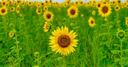 Sunflower with Green Bud Sunflower Blossom - Healthy Lifestyles, Ecology, Organic Farming, Smallholding, Gardening, health concept, nature concept download