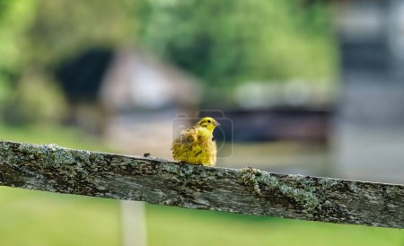 Hermoso pájaro amarillo en la madera