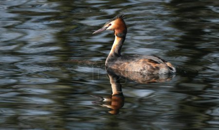 Téléchargez les photos : The great crested grebe is a member of the grebe family of water birds noted for its elaborate mating display. - en image libre de droit