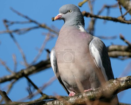 Photo for The common wood pigeon or common woodpigeon, also known as simply wood pigeon, wood-pigeon or woodpigeon, is a large species in the dove and pigeon family, native to the western Palearctic. - Royalty Free Image