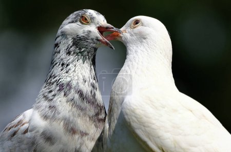 Photo for Feral pigeons, also called city doves, city pigeons, or street pigeons, are descendants of domestic pigeons that have returned to the wild. - Royalty Free Image