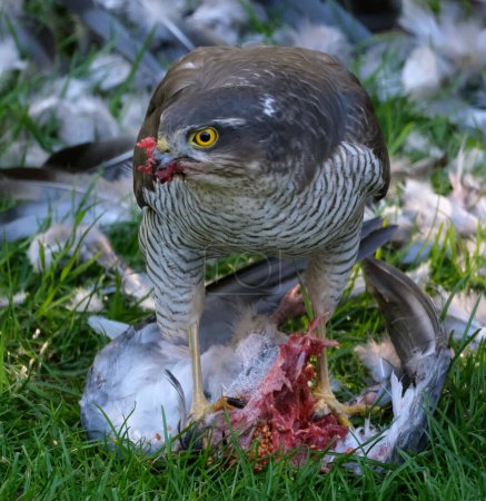 Photo for The Eurasian sparrowhawk, also known as the northern sparrowhawk or simply the sparrowhawk, is a small bird of prey in the family Accipitridae. This is a female with feral pigeon kill. - Royalty Free Image