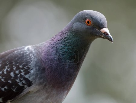 Photo for Feral pigeons, also called city doves, city pigeons, or street pigeons, are descendants of domestic pigeons that have returned to the wild. The domestic pigeon was originally bred from the wild rock dove, which naturally inhabits sea-cliffs. - Royalty Free Image