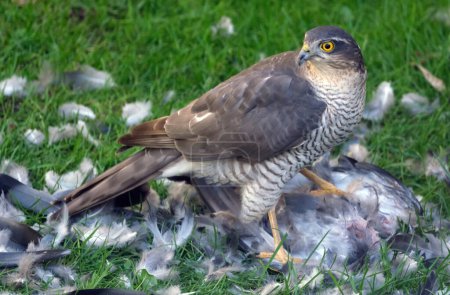 Photo for The Eurasian sparrowhawk, also known as the northern sparrowhawk or simply the sparrowhawk, is a small bird of prey in the family Accipitridae. This is a female with feral pigeon kill. - Royalty Free Image