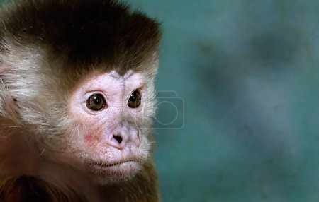 Photo for The capuchin monkeys are New World monkeys of the subfamily Cebinae. They are readily identified as the "organ grinder" monkey, and have been used in many movies and television shows. - Royalty Free Image