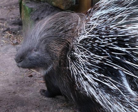 Photo for Porcupines are large rodents with coats of sharp spines, or quills, that protect them against predation. The term covers two families of animals: the Old World porcupines of the family Hystricidae, and the New World porcupines. - Royalty Free Image
