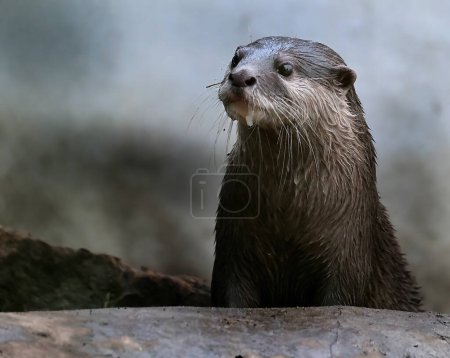 Photo for The Asian small-clawed otter, also known as the oriental small-clawed otter and the small-clawed otter, is an otter species native to South and Southeast Asia. It has short claws that do not extend beyond the pads of its webbed digits. - Royalty Free Image