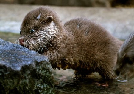 Photo for The Asian small-clawed otter, also known as the oriental small-clawed otter and the small-clawed otter, is an otter species native to South and Southeast Asia. It has short claws that do not extend beyond the pads of its webbed digits. - Royalty Free Image
