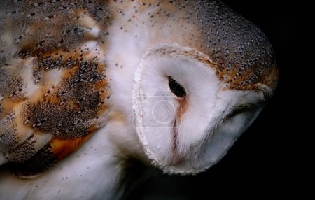 Photo for The barn owl is the most widely distributed species of owl in the world and one of the most widespread of all species of birds. - Royalty Free Image
