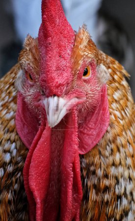 Photo for The chicken is a large and round short-winged bird, domesticated from the red junglefowl of Southeast Asia around 8,000 years ago. Most chickens are raised for food, providing meat and eggs; others are kept as pets or for cockfighting. - Royalty Free Image