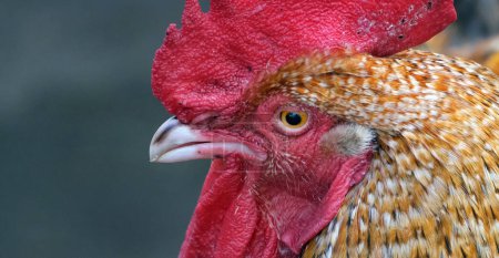 Das Huhn ist ein großer und runder kurzflügeliger Vogel, der vor etwa 8.000 Jahren vom roten Urwaldvogel Südostasiens domestiziert wurde. Die meisten Hühner werden als Futter aufgezogen und liefern Fleisch und Eier; andere werden als Haustiere oder für Hahnenkämpfe gehalten..
