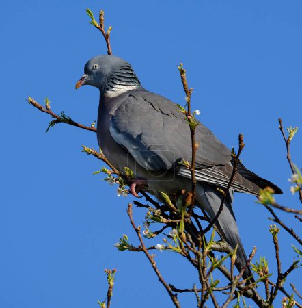 The common wood pigeon, also known as simply wood pigeon, is a large species in the dove and pigeon family, native to the western Palearctic. It belongs to the genus Columba, which includes closely related species such as the rock dove. 
