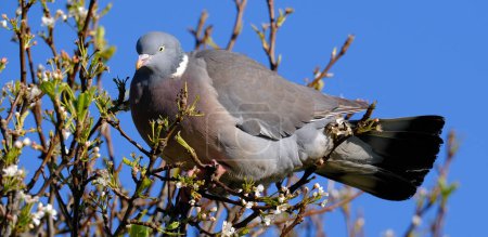 The common wood pigeon, also known as simply wood pigeon, is a large species in the dove and pigeon family, native to the western Palearctic. It belongs to the genus Columba, which includes closely related species such as the rock dove. 