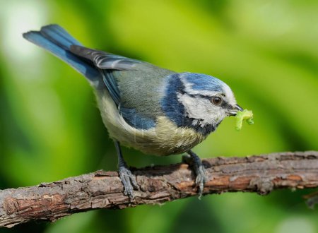 Paridae es una especie de ave paseriforme de la familia Paridae. Es fácilmente reconocible por su plumaje azul y amarillo y su pequeño tamaño
.