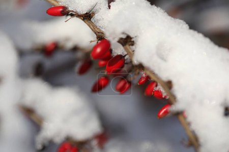 Téléchargez les photos : Berberis thunbergii. Berries on the branch  under the snow - en image libre de droit