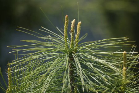 Foto de Young branch of Pinus strobus close up - Imagen libre de derechos