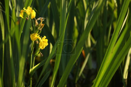 yellow iris flowers on green background with copy space