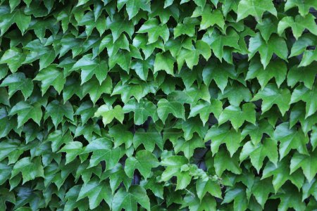 Grönländischer Efeu hinterlässt Spuren. Grüne Mauer im Garten