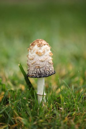 Foto de Grandes champiñones shaggy tapa de tinta en la hierba en el jardín de otoño - Imagen libre de derechos