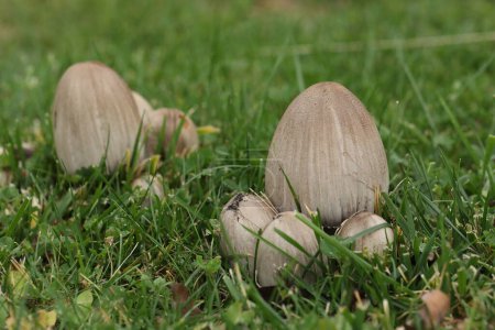 Foto de Grandes hongos con tapa de tinta en la hierba en el jardín de otoño - Imagen libre de derechos