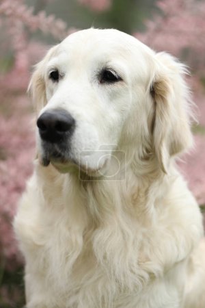 Retrato de un hermoso perro golden retriever en el jardín. estilo de vida exterior