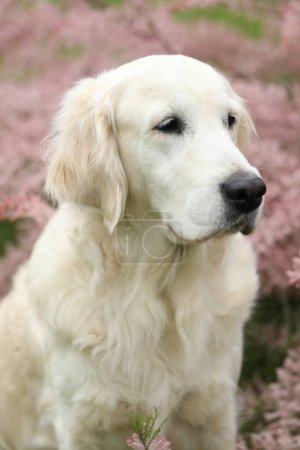 Retrato de un hermoso perro golden retriever en el jardín. estilo de vida exterior