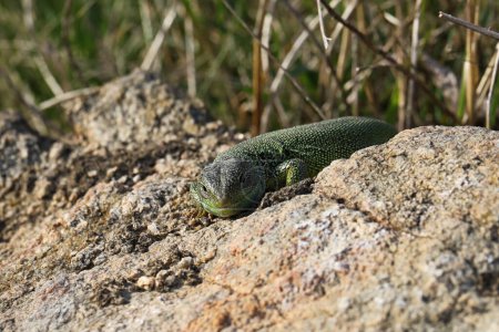 Grüne Eidechse lacerta viridis im Sommergarten. Kleines Reptil im Freien