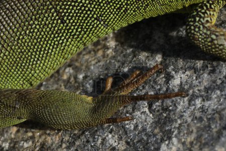 Grüne Eidechse lacerta viridis im Sommergarten. Kleines Reptil im Freien