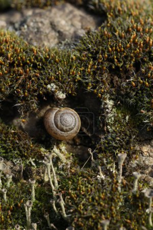 Piedra con cladonia en primavera. Macrofotografía de liquen, musgo y concha. De cerca.