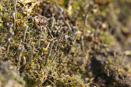 Stein mit Cladonia im Frühling. Makrofotografie von Flechten. Nahaufnahme