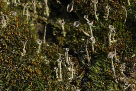 Stein mit Cladonia im Frühling. Makrofotografie von Flechten. Nahaufnahme