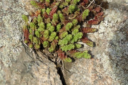 Sedum plant on the stone with moss in spring time