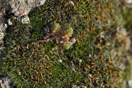 Sedum plante sur la pierre avec de la mousse au printemps