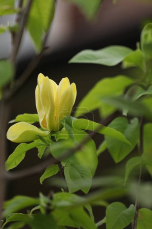 Green backgound with bright yellow magnolia flowers