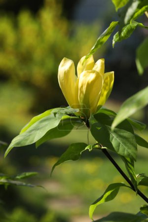 Fond vert avec des fleurs magnolia jaune vif