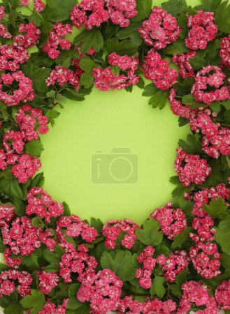 Green backgound with frame of Hawthorn flowers and copy space