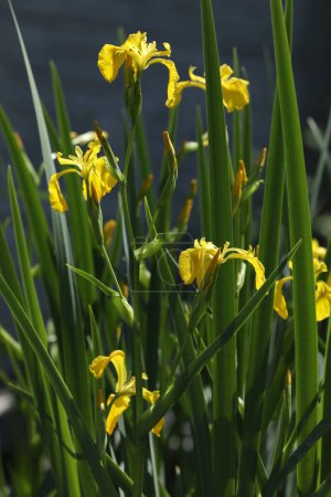 Bright yellow iris blooming on the pond with green background