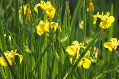 Iris amarillo brillante floreciendo en el estanque con fondo verde