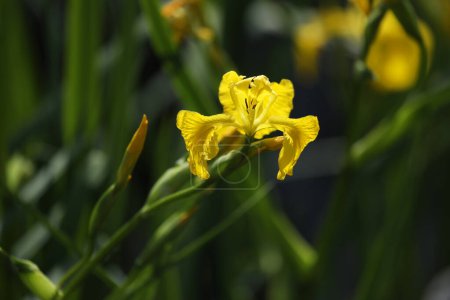 Iris amarillo brillante floreciendo en el estanque con fondo verde