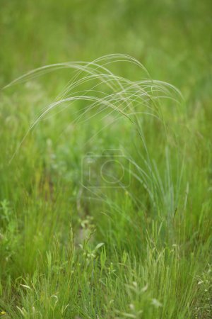 Green backgound with stipa plant or feather grass and copy space