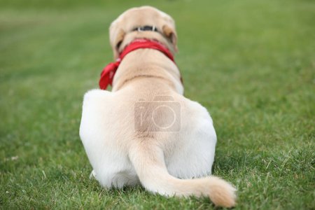 Niedlicher Labrador Retriever mit rotem Kopftuch im Park