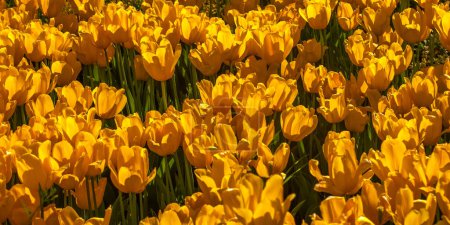 Foto de Tulipanes coloridos en el parque. Flores de primavera. Belleza de la naturaleza. Decoración natural. - Imagen libre de derechos