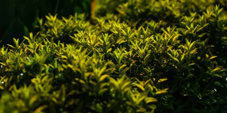 Téléchargez les photos : Clôture verte dans un parc d'été. Fond naturel. Une riche verdure. Plantes dans le jardin botanique - en image libre de droit