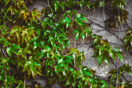 Foto de Plantas verdes hojas en una pared de piedra.. Hermoso fondo - Imagen libre de derechos