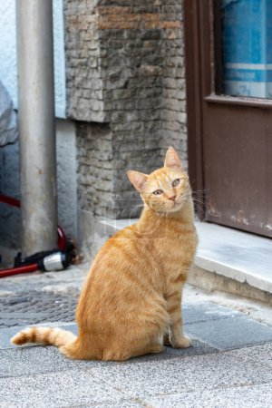 Photo for Homeless cat on the street. Concept of protecting homeless animals - Royalty Free Image