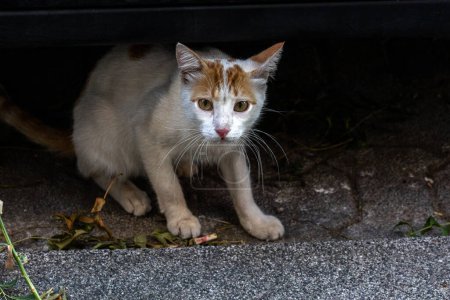 Téléchargez les photos : Un chat sans abri dans la rue. Concept de protection des animaux sans abri - en image libre de droit