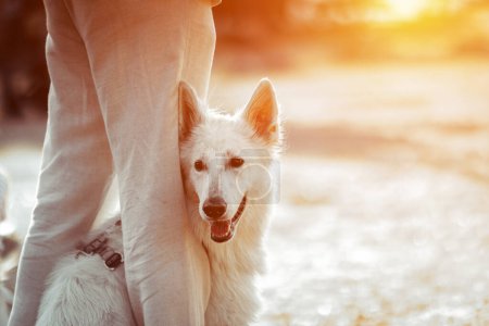 Photo for White dog with her owner outdoor against scenic forest nature. Close up image - Royalty Free Image