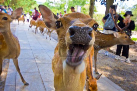 Photo for Deer with funny face in nara park in japan - Royalty Free Image