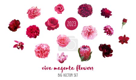 Illustration for Trendy magenta flowers vector design big set. Hot pink roses, ranunculus, barbie pink peony, dahlia, orchid, hydrangea, king protea, dark carnation. All elements are isolated and editable on white. - Royalty Free Image