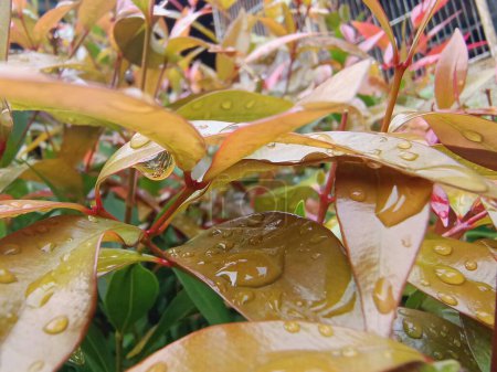 Téléchargez les photos : Syzygium paniculatum, le lys magenta pilly, magenta cerise botanique macro photographie. Plante tropicale naturelle. - en image libre de droit